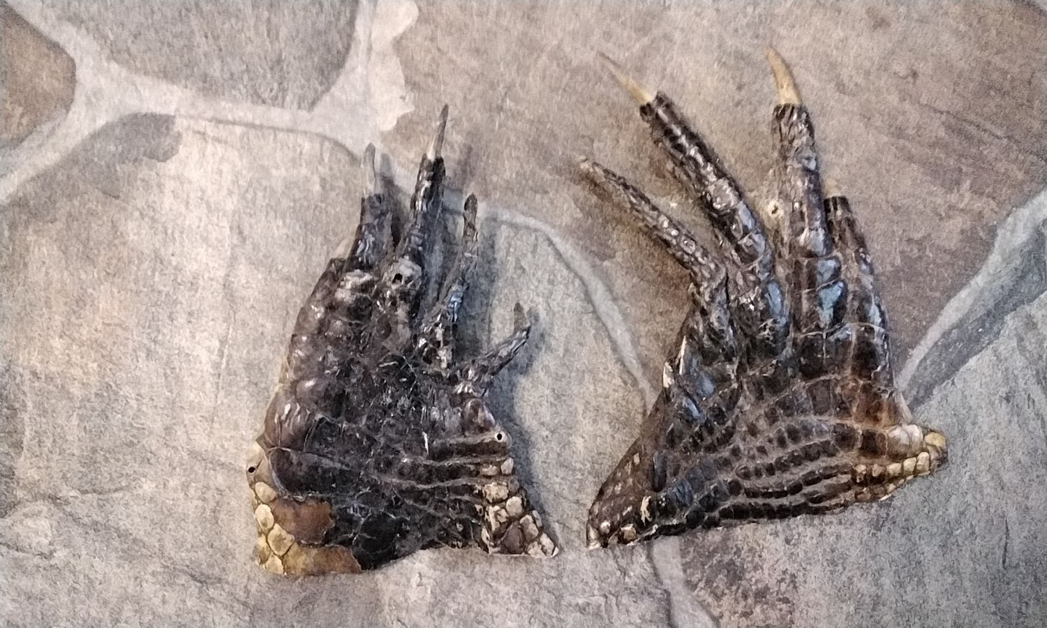 Alligator Foot For 1 From Fla. USA   5 1/2&quot; - 6&quot; x 3&quot;- 4&quot; Size