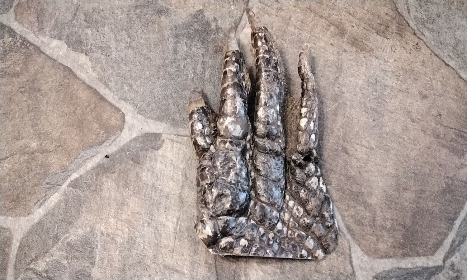 Alligator Foot For One Huge 8 3/8&quot; x 4 5/8&quot; From Fla USA