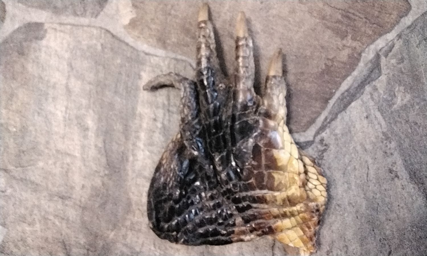 Alligator Foot For 1 Jumbo 8&quot; x 5 1/2&quot; From USA
