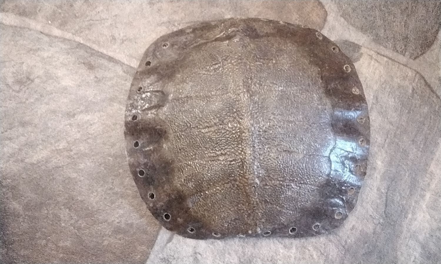 Turtle Shell From Fla. 6 1/2&quot; x 7&quot; x 1 1/2&quot; size lot# LBSST