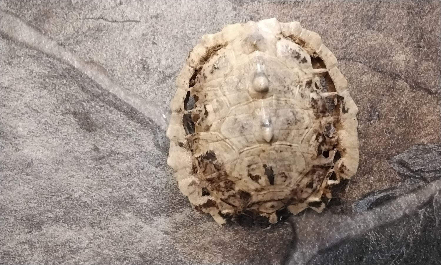 Turtle Shell Red Ear Slider Turtle Shell Skelton 2 5/8&quot; x 2 1/2&quot; x 1&quot; size Found while walking in the woods in Mn. Died of natural causes