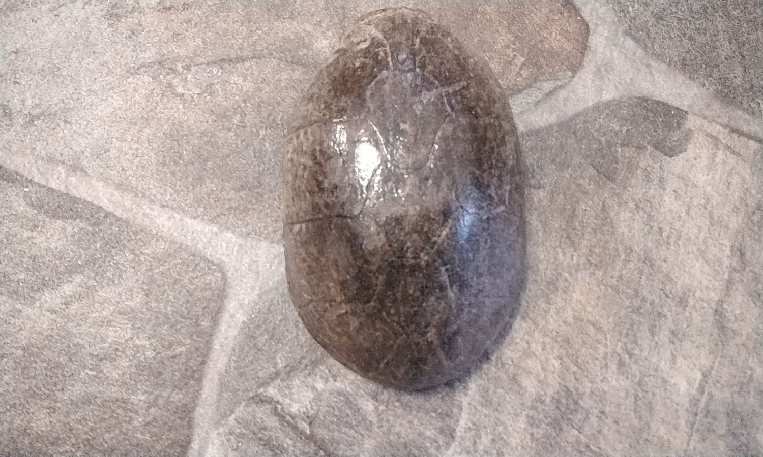 Turtle Shell Musk Turtles Shell From Fla. 3 3/4&quot; x 2 1/2&quot; size Lot# MTS2