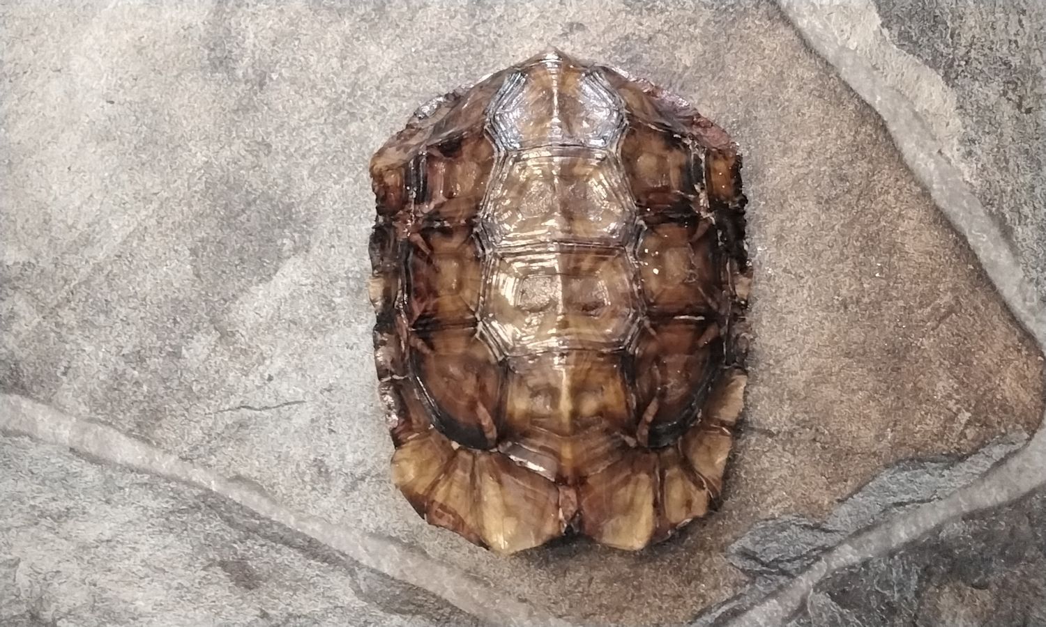 Turtle Shell Hingeback Turtle Shell 4 1/4&quot; x 3 1/4&quot; x1 1/2&quot; size Lot# HBMBP2 Died Of Natural Causes In A Pet Store Back In the 1970&#39;s