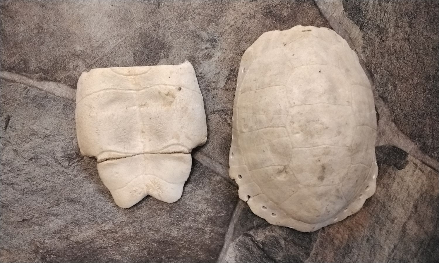 Turtle Shell With Back Plate. White 6&quot; x 4 1/2&quot;  Lot#WALTS