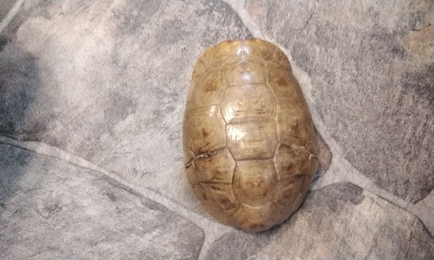 Turtle Shell Hingeback Turtle Shell Complete 5&quot; x 3 3/4&quot; x 2&quot; size Lot# HBTSM Died of natural causes from a pet store back in 1970&#39;s