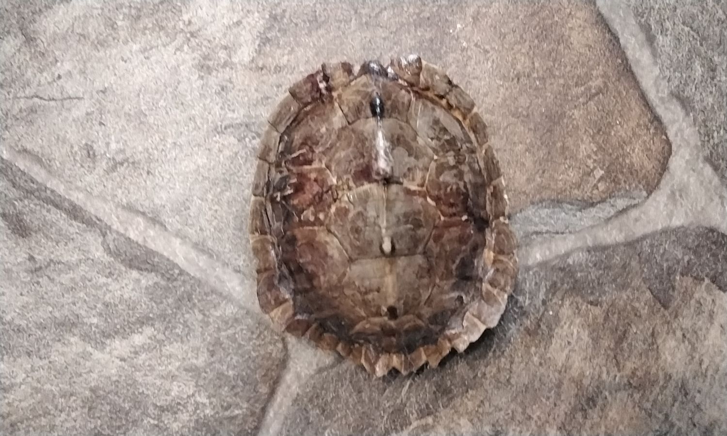 Turtle Shell Fla. Water Turtle Shell Died of natural causes # FWTC
