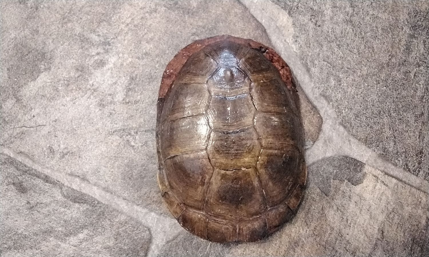 Turtle Shell African Water Turtle Shell # AWT1 5&quot; x 3 3/8&quot; x 1 3/8&quot;