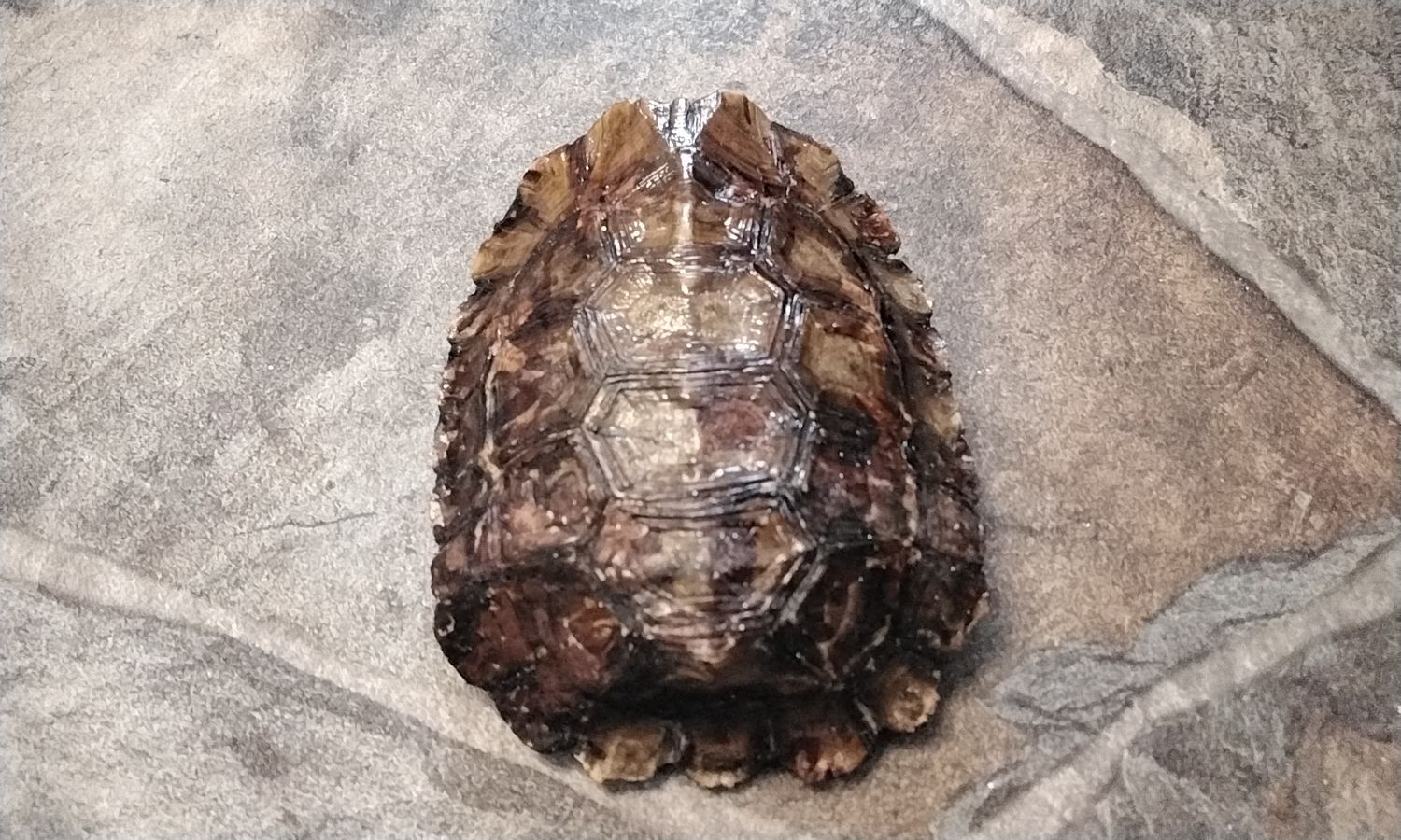 Turtle Shell Hingeback Turtle Shell Died of natural causes #HBMP1 4 1/4&quot; x 3 1/4&quot; x 1 1/2&quot;