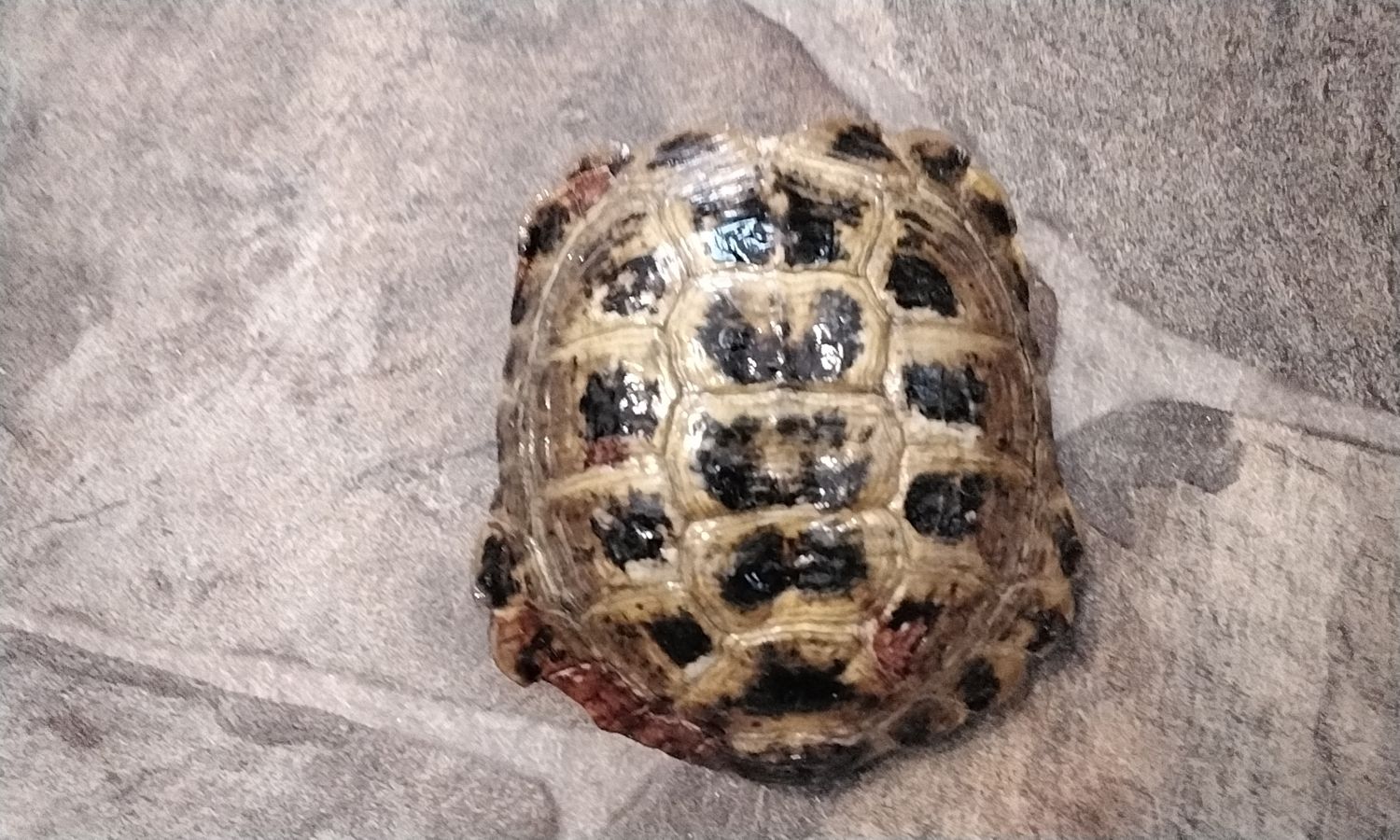 Turtle Shell  Russian Turtle Shell Died of natural causes 4 1/4&quot; x 3 7/8&quot; x 2&quot; Size # RTSC1
