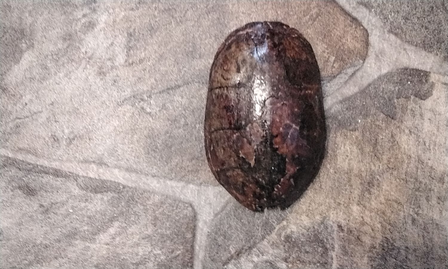 Turtle Shell For 1 Musk Turtle Shell  3 1/2&quot; x 2 3/8&quot; size From USA # MTS3