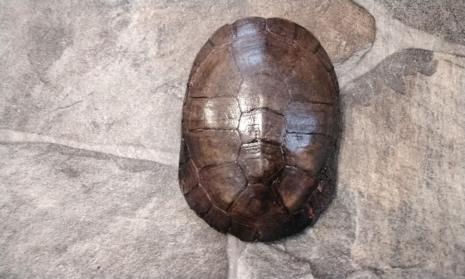 Turtle Shell African Water Turtle Shell Died of natural causes #AWT2 4 5/8&quot; x 3 1/4&quot; x 1 1/4&quot;