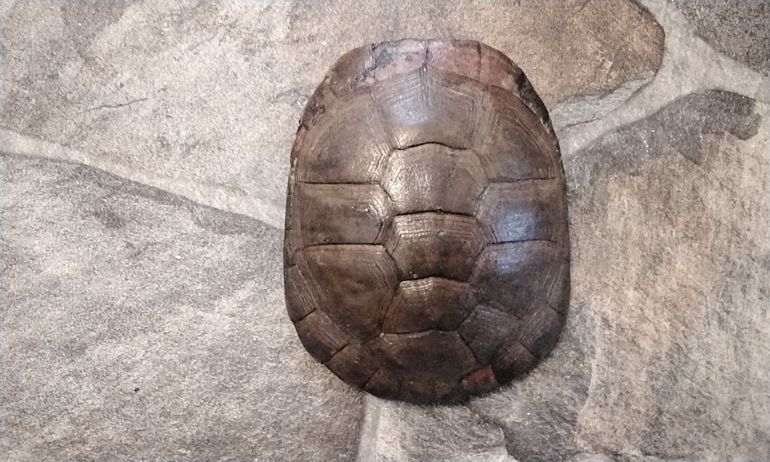 Turtle Shell African Water Turtle Shell Died of natural causes # AWT1