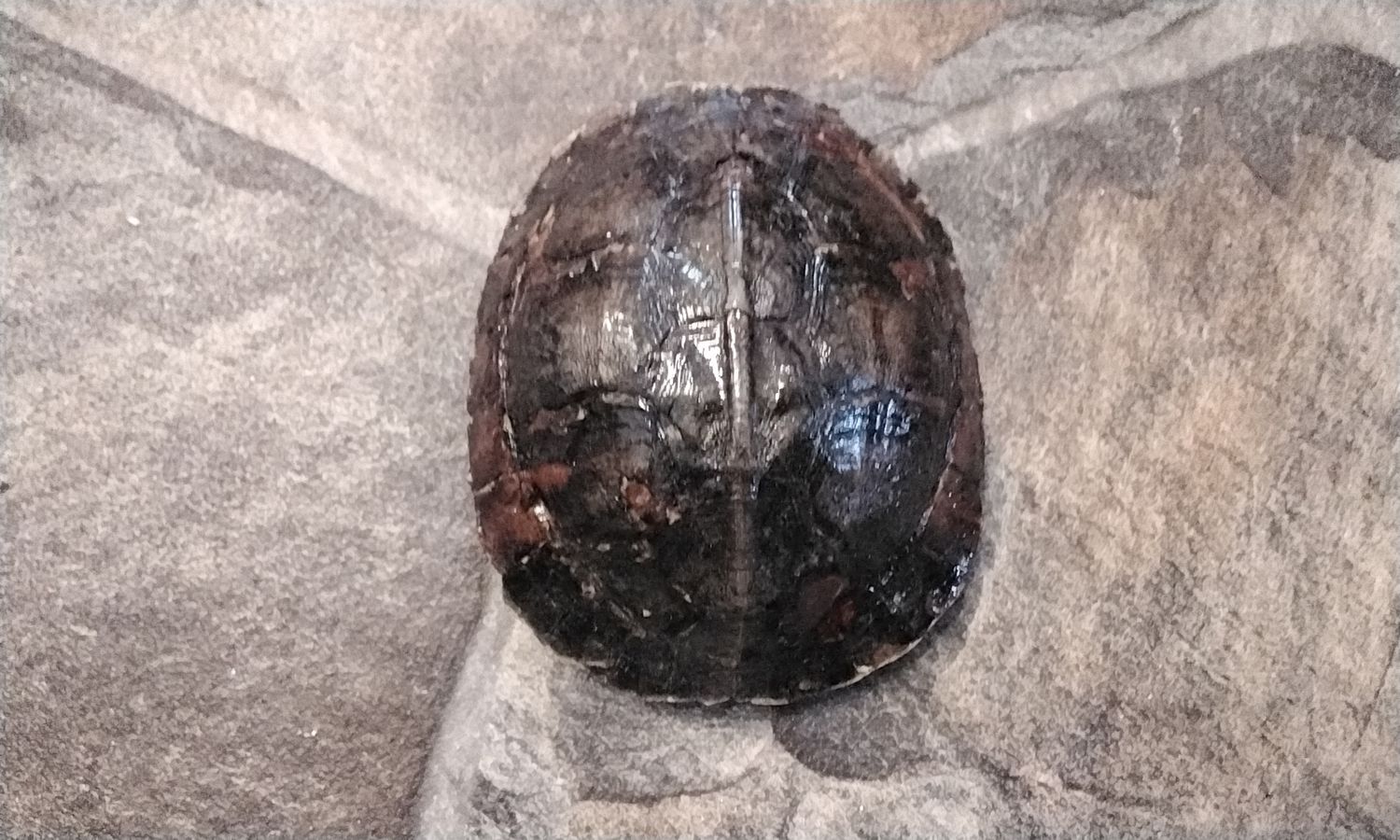 Turtle Shell  Turtle Shell 3 1/4&quot; x 2 3/4&quot; x 1 1/4&quot; size  # ABT2 Died Of Natural Causes In A Pet Store Back In 1970&#39;s