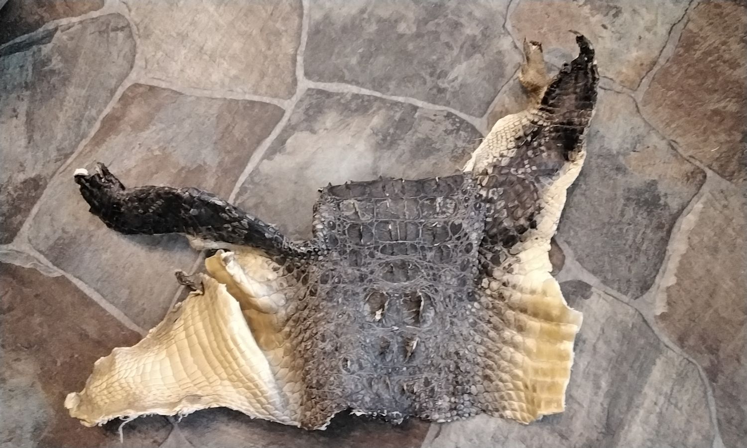 Alligator Leather Piece Hornback Natural Farm Raised In Fla USA Lot# NHBAP1