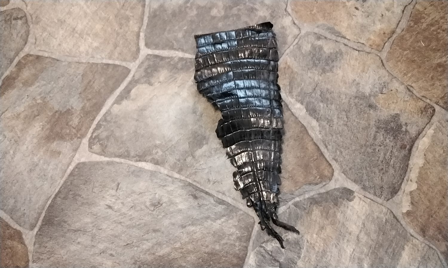 Alligator Tail Piece For Black Tanned From Fla. USA 12&quot; X 5&quot;
