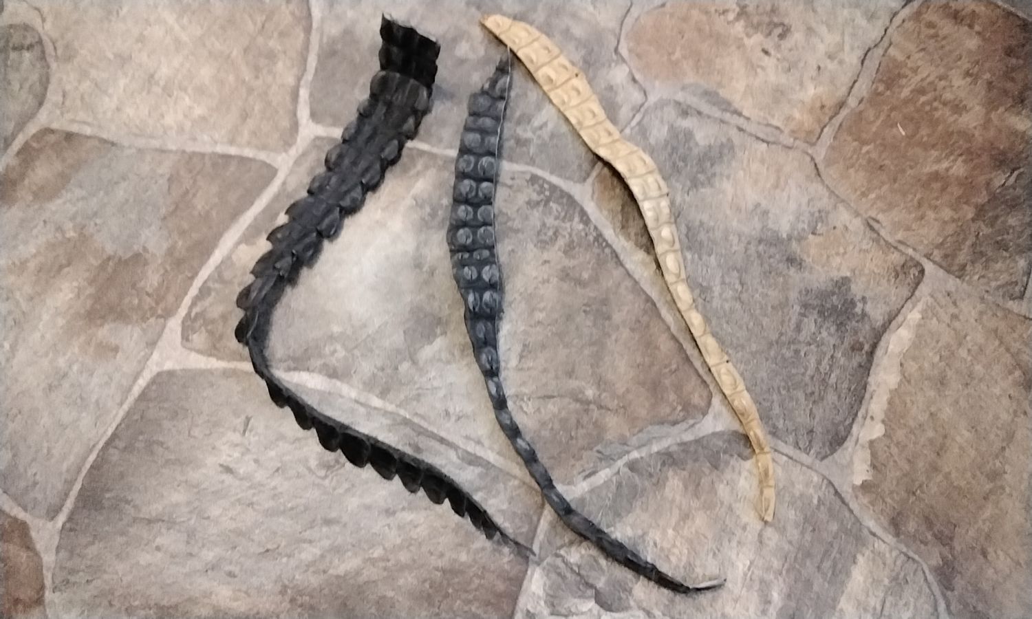 Alligator Tail Piece For 3 Hornback Alligator Tail Piece&#39;s For 3 From Fla USA  16&quot; - 19&quot; long