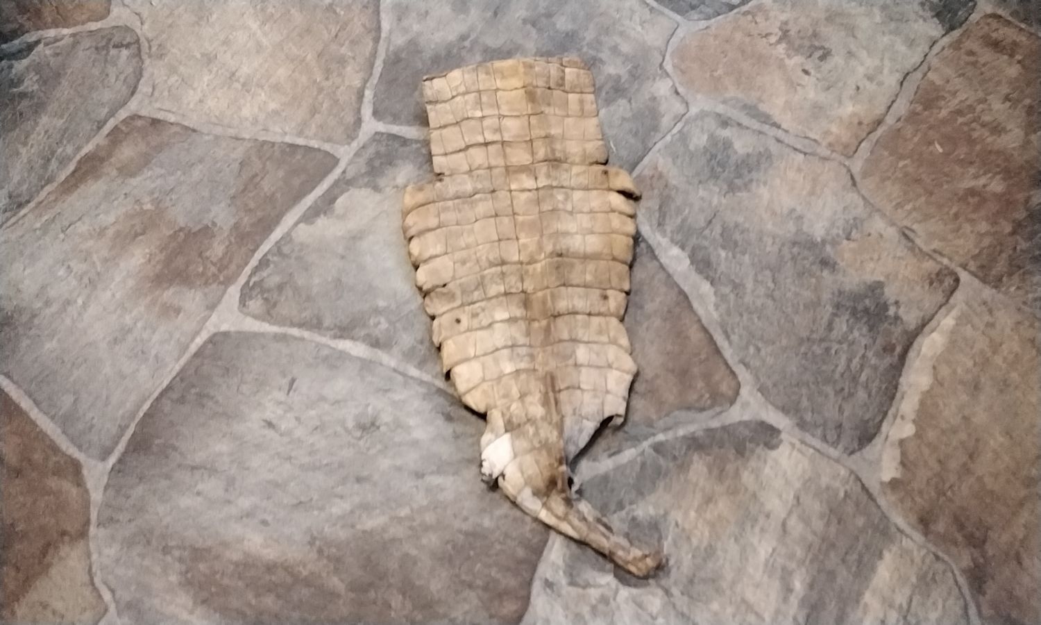 Alligator Tail Piece Natural Tanned From Fla USA Lot# 15&quot; x 6&quot;