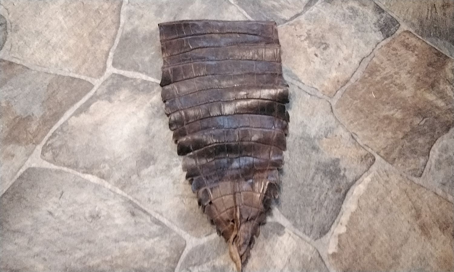 Alligator Tail Piece Rich Brown From Fla USA 16&quot; x 8&quot;
