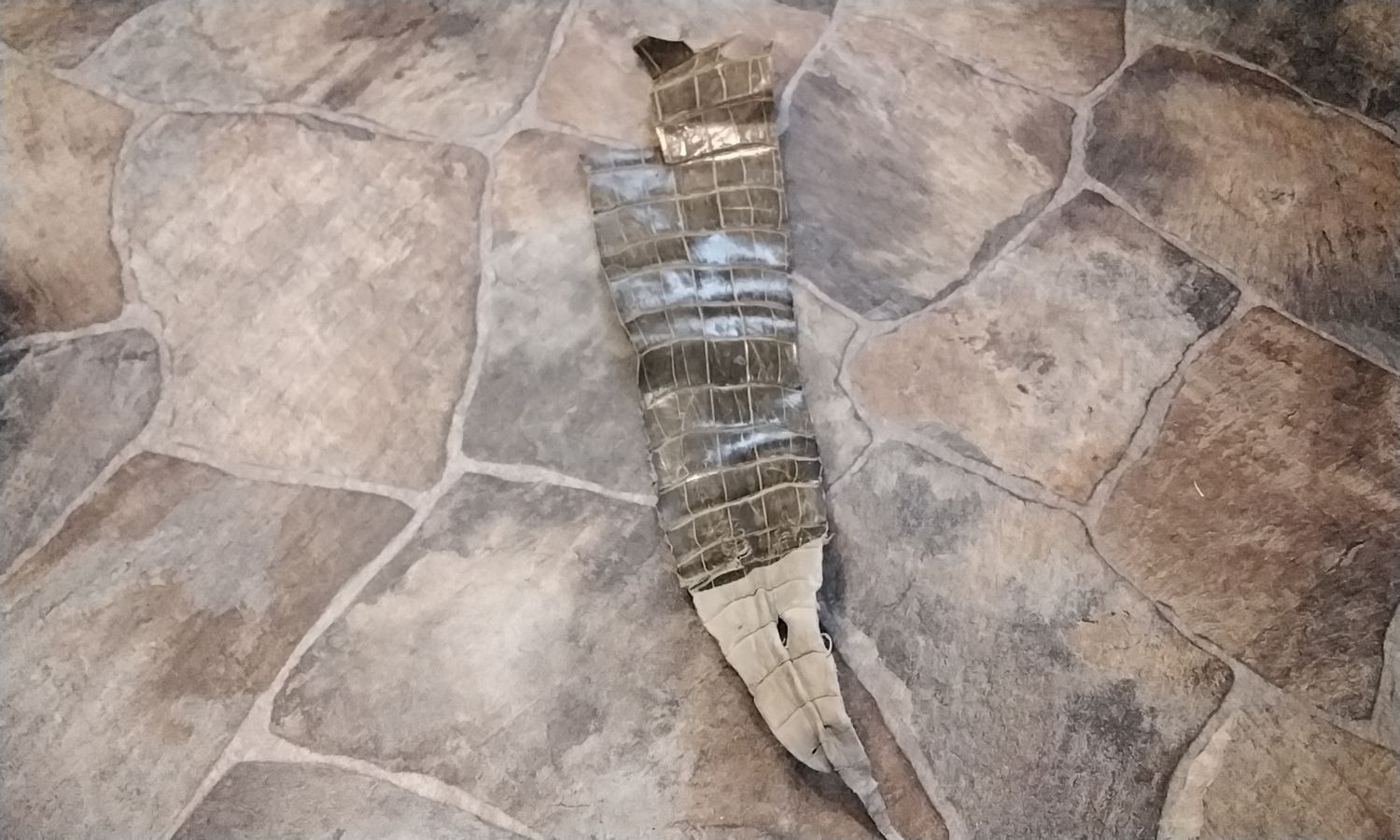Alligator Tail Piece Avocado Green From Fla USA 24&quot; x 5&quot;