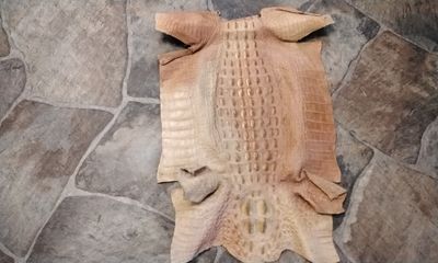 Alligator Hide Leather Natural Soft Tanned 19&quot; x 12&quot; Farm Raised In Fla USA Lot# NBT1/2H