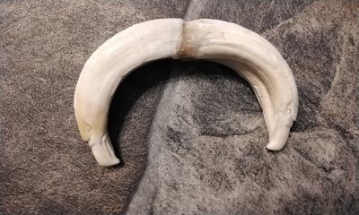 Hog Tooth Hand Carved Eagle Head Carving For 2 (hand carved in USA)