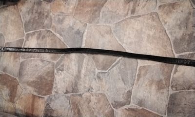 Ostrich Skin Belt Size 48 Pant Size Black