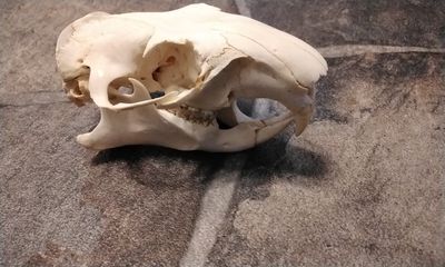 Groundhog Skull Woodchuck Skull Complete From Mn. USA