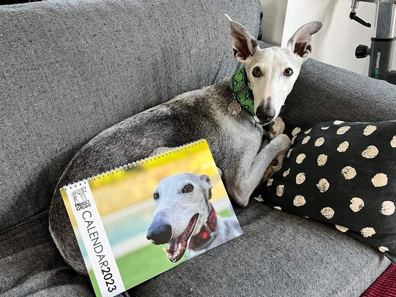 Project Galgo 2026 Calendar