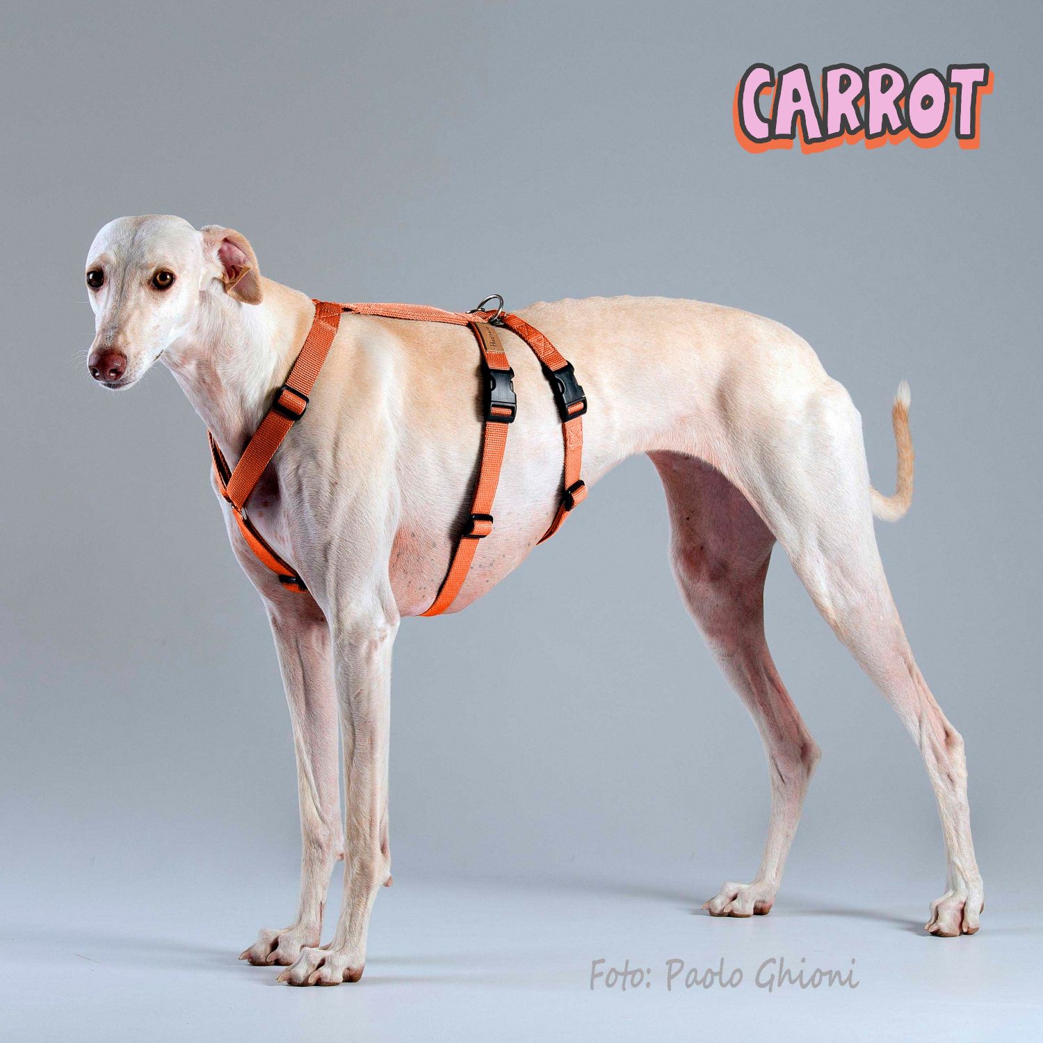 In Stock: Haqihana Double H Harness - Carrot, size Large
