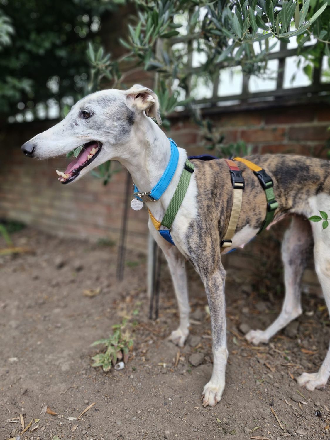 Sponsor a Safety Kit for a Project Galgo Dog in Foster Care