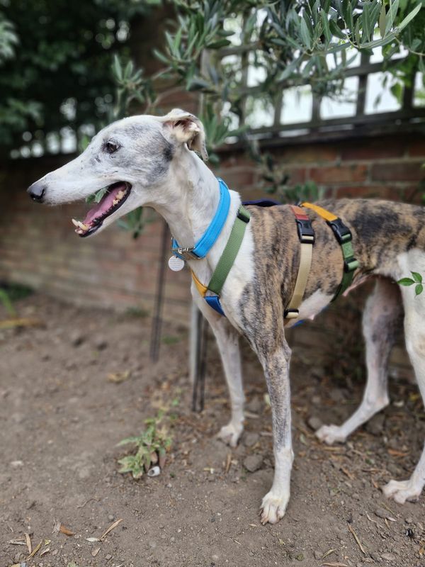 Sponsor a Safety Kit for a Project Galgo Dog in Foster Care
