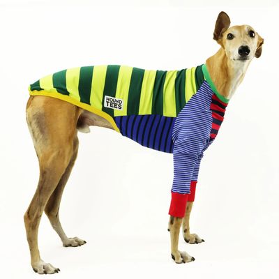 Greyhound Medium