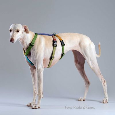 Haqihana Harness