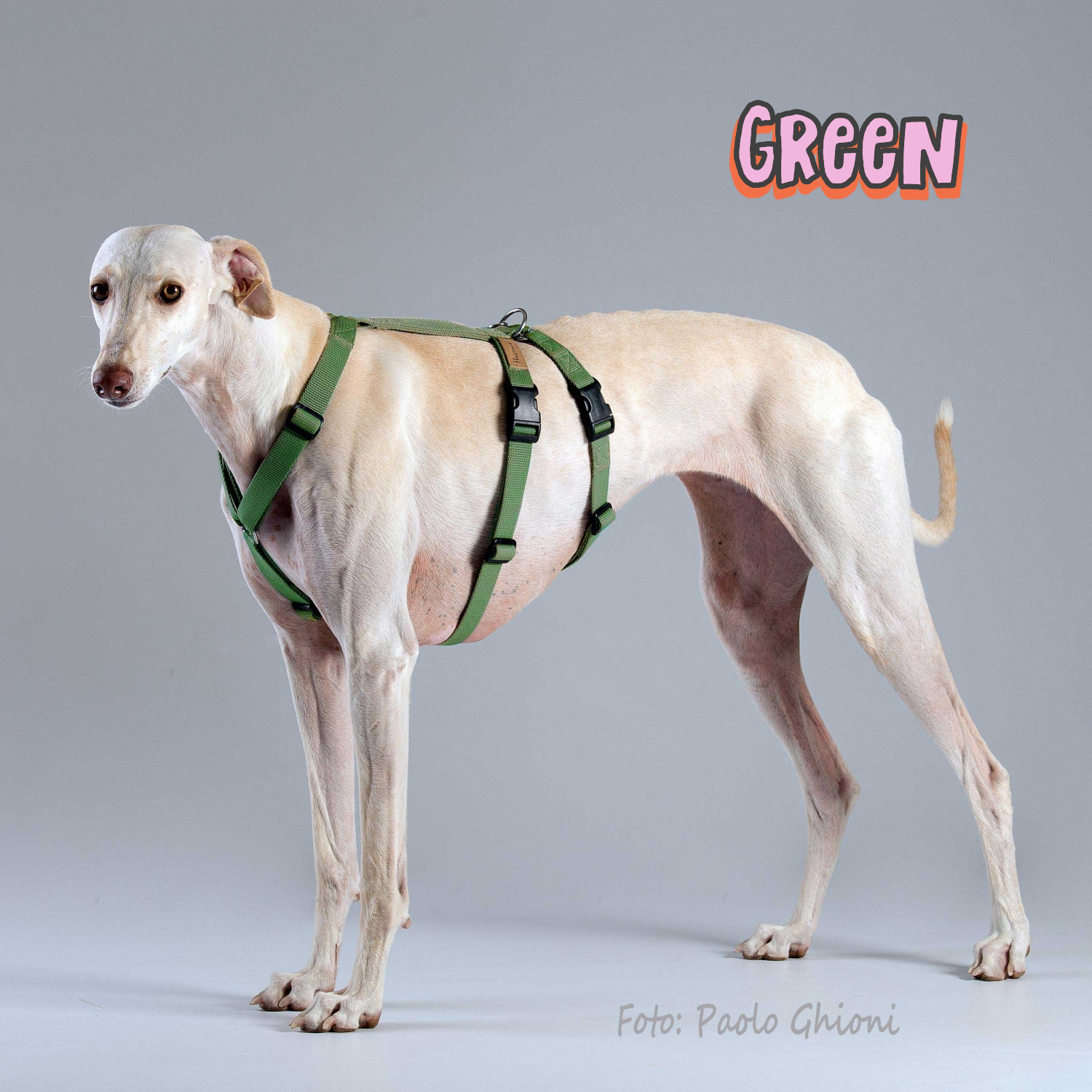 In Stock: Haqihana Double H Harness - Green, size Medium In Stock: Haqihana Double H Harness - Green, size Medium