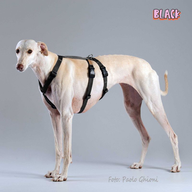 In Stock: Haqihana Double H Harness - Black, size Medium