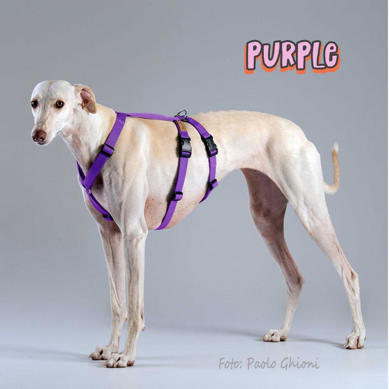 In Stock: Haqihana Double H Harness - Purple, size Medium