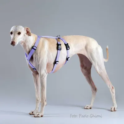 In Stock: Haqihana Double H Harness - Lilac, size Medium In Stock: Haqihana Double H Harness - Lilac, size Medium