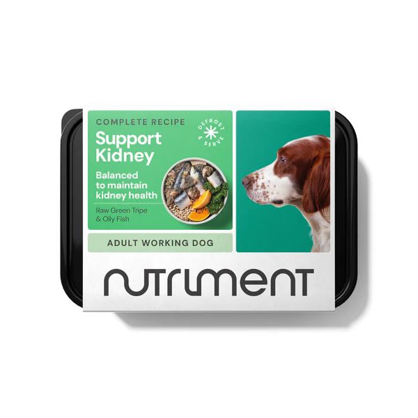 Sponsor a Month of Special Diet Food for a Project Galgo Dog in Foster Care