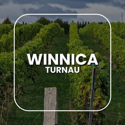 Winnica Turnau, czyli Baniewice winem stoją
