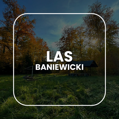 Las Baniewicki - zielony skarb w sercu regionu