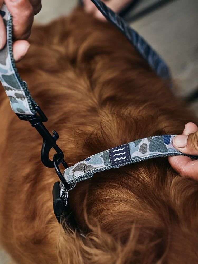 Free Fly X Crew Lala Dog Collar