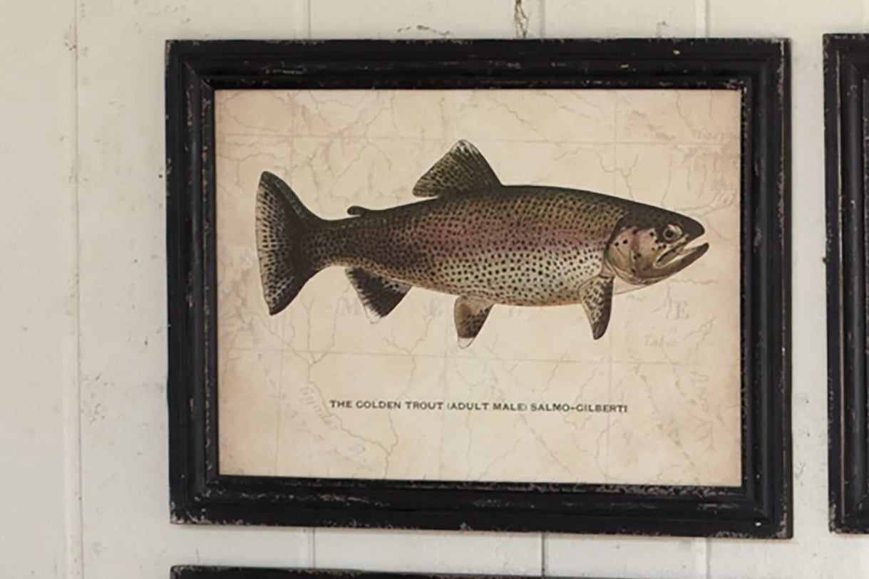 Framed Trout Prints, STYLE: Golden Trout