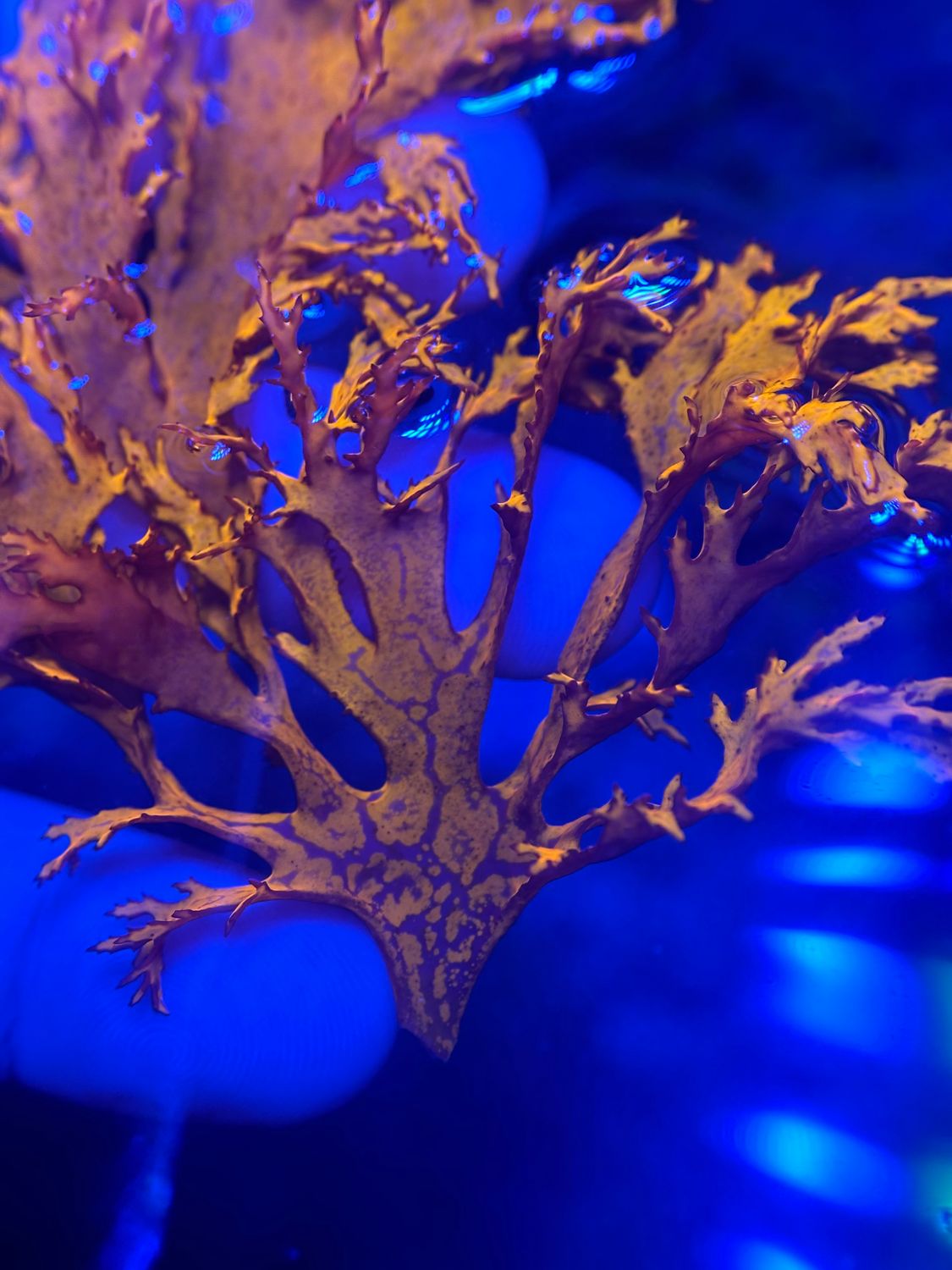 ‘Amber Inferno’ Dragon’s Breath