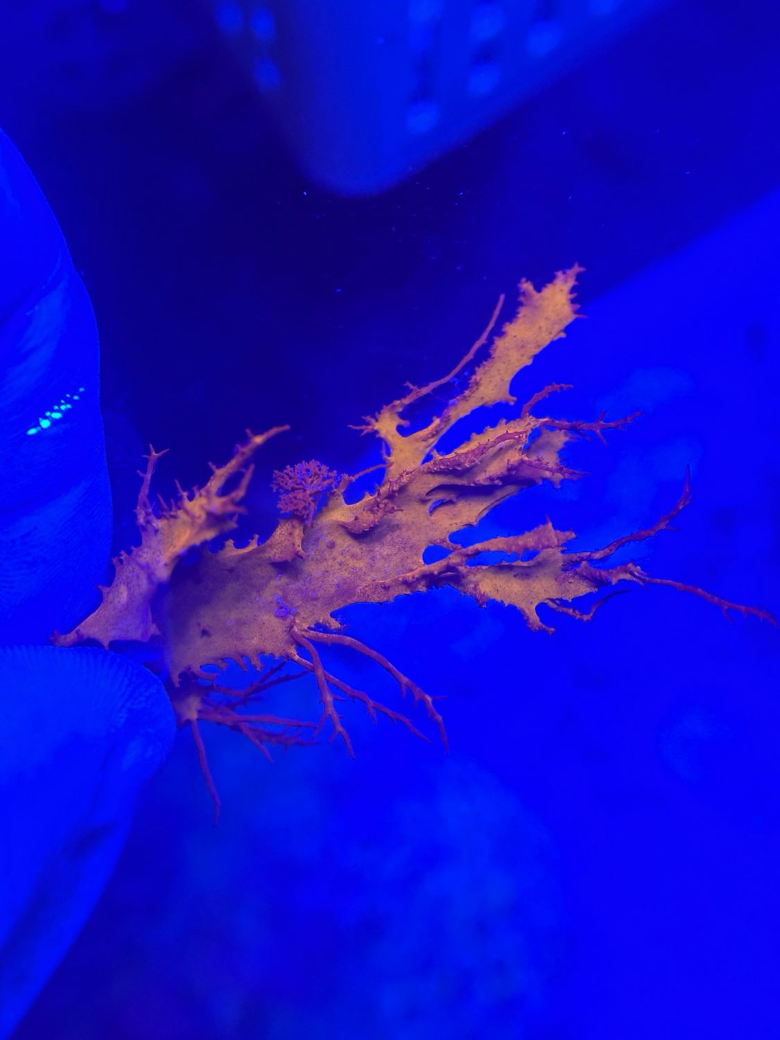 ‘Spire Flame’ Dragon’s Breath