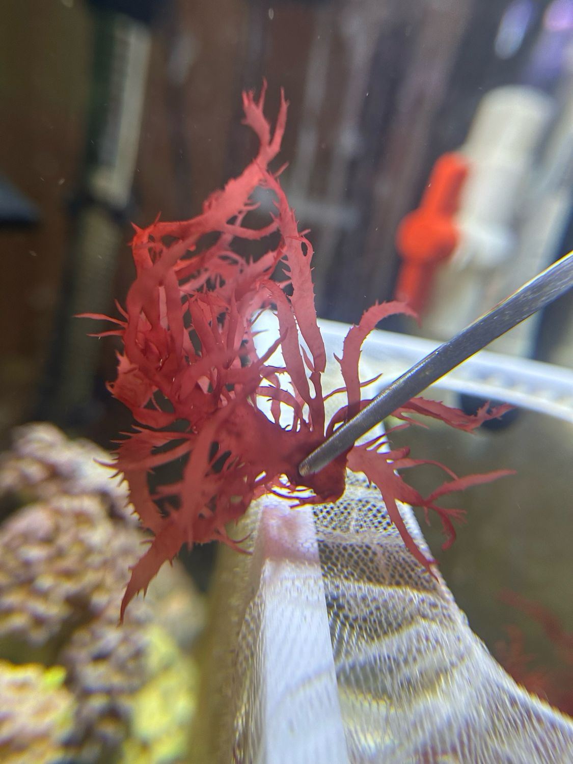 ‘Red Flame’ Dragon’s Breath