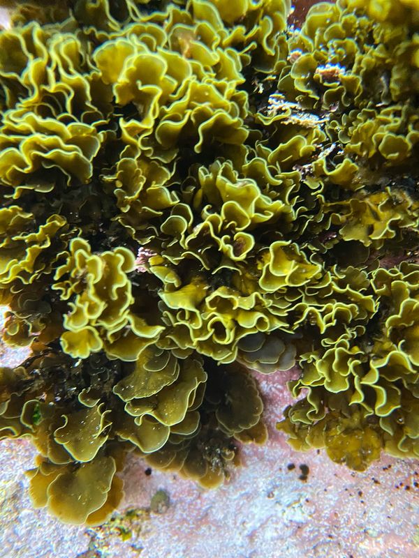 Macroalgae