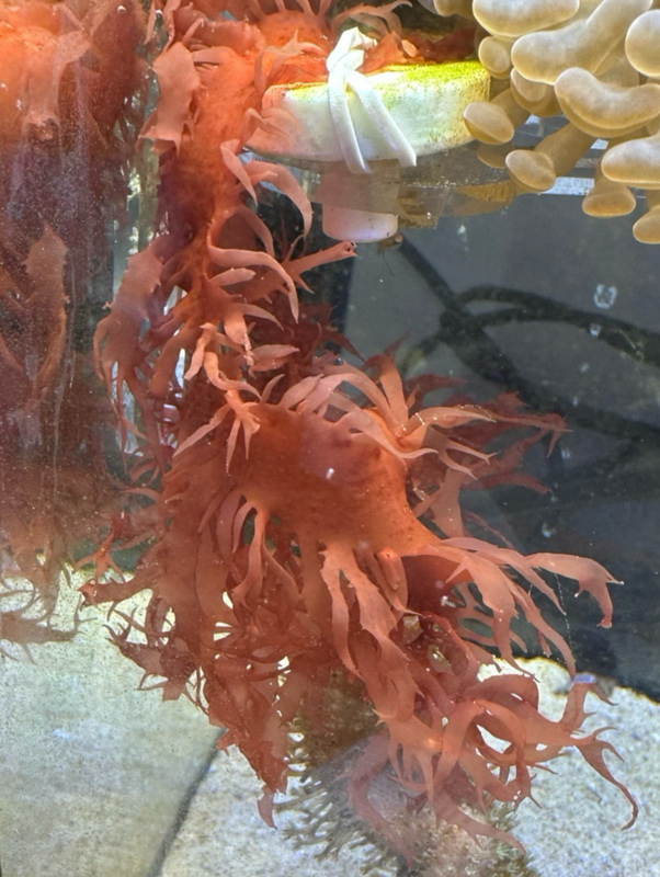 Red Macroalgae