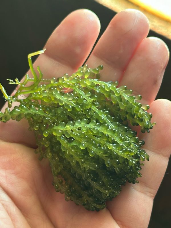 Green Macroalgae