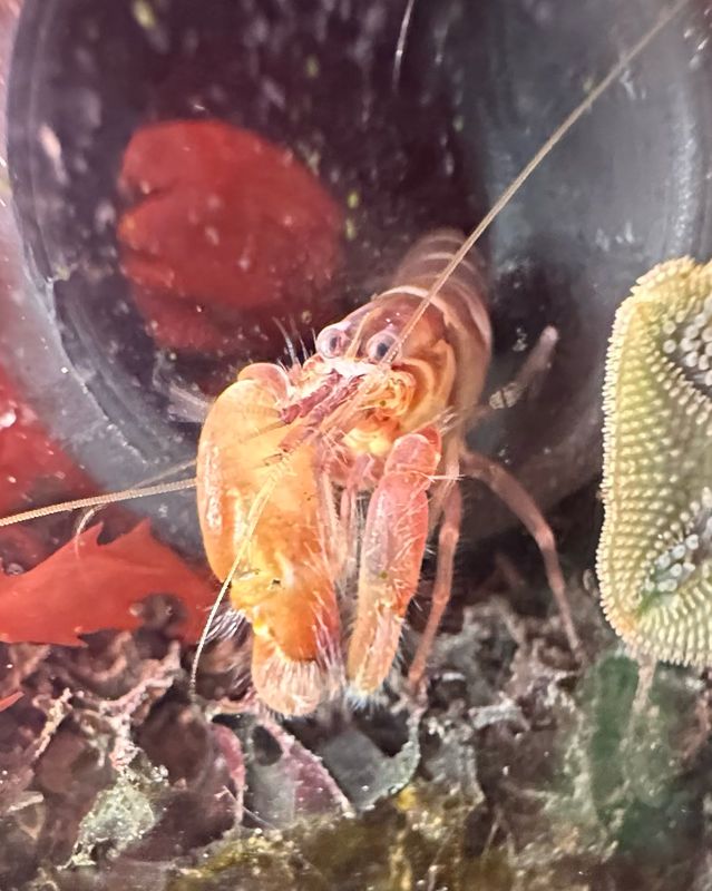 Shrimp