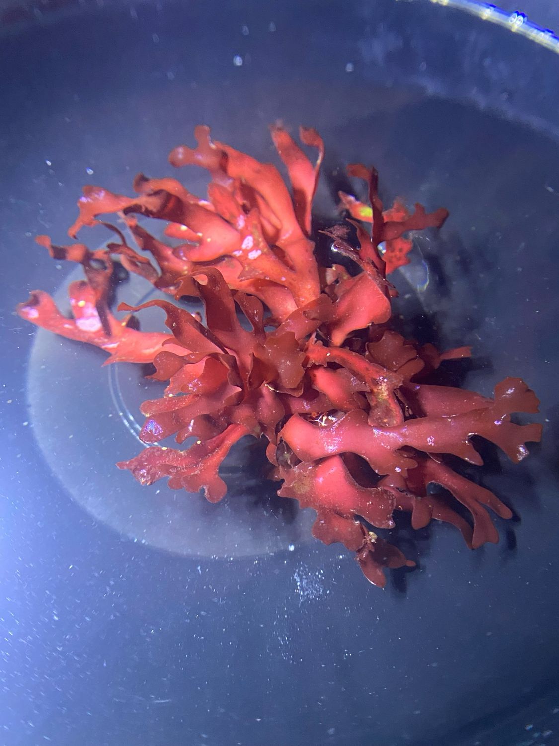 Gracilaria curtissae